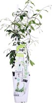Hello Plants Trachelospermum Star of Venice Witte Sterjasmijn - Klimplant - Ø 15 cm - Hoogte: 65 cm