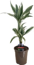 Plant in a Box - Dracaena Deremensis - White Stripe - Drakenboom - Pot 17cm - Hoogte 60-70cm