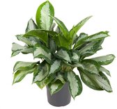 Groene plant – Epipremnum (Aglaonema Silver Moon) met bloempot – Hoogte: 60 cm – van Botanicly