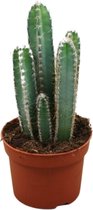 Cactus – Spiraalcactus (Cereus Forbesii) met bloempot – Hoogte: 17 cm – van Botanicly