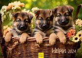 DiverseGoods Puppy Honden Premium Kalender 2023 - DIN A3 Wandkalender - Hondenkalender met Prachtige Foto's - Ideaal voor Hondenliefhebbers en Een Jaar Vol Schattige Pups