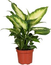 Groene plant – Dieffenbachia Camilla (Dieffenbachia Camilla) – Hoogte: 35 cm – van Botanicly