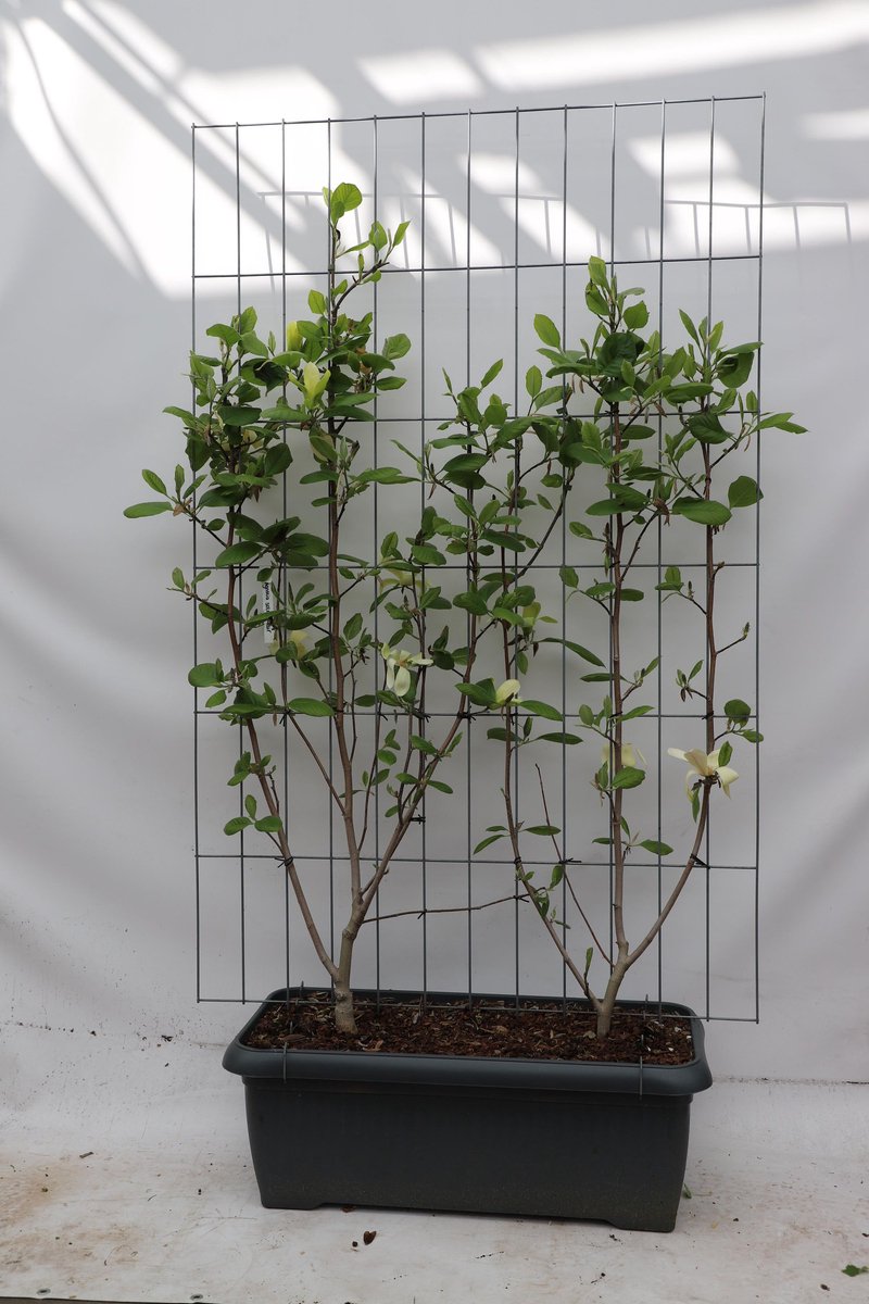 BOTANICLY Loofboom – Magnolia (Magnolia Solar Flair) – Hoogte: 180 cm – van