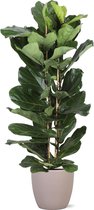 Groene plant – Vioolplant (Ficus Lyrata) met bloempot – Hoogte: 135 cm – van Botanicly