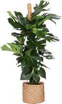 Monstera – Gatenplant (Monstera Deliciosa) met bloempot – Hoogte: 145 cm – van Botanicly