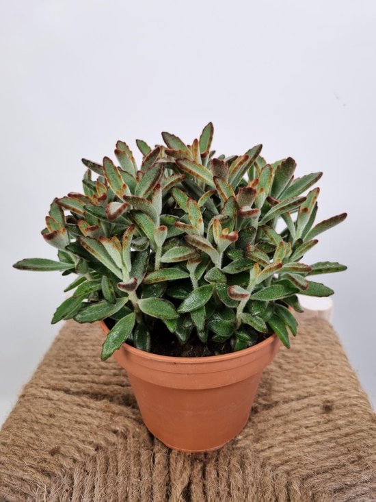 Kalanchoe tomentosa "nigra" - Succulent met aaibaar zacht blad - Potmaat 14 - Plants By Suus