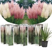 Plant in a Box - Mix van 6 Pampasgrassen - Cortaderia selloana - Wit,Roze - Pot 9cm - Hoogte 25-40cm