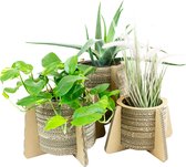 Kartonnen bloempot en plantenpot - Plantenpot met Pootjes - Madelief - Maat S - 41x41x27 cm - Plantenpot voor binnen - KarTent