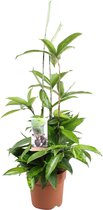 Dracaena 'Surculosa' - Drakenboom - ↑ 45-55cm - Ø 17cm