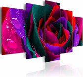 Schilderij - Multi kleurige roos , bloem , 5 luik