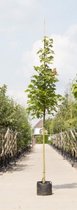 Zuil esdoorn Acer platanoides Columnare Totaalhoogte 500-600 cm stamomtrek 18-20 cm