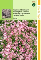 2 stuks Hortitops Gypsophila Repens Rose