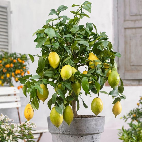 Citrus Limon - Citroenboom met vruchten - ↑ 40-45cm - Ø 15cm