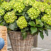 Hydrangea Macrophylla 'Vibrant Verde' - Hortensia groen-roze - ↑ 15-20cm - Ø 14cm