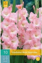 Gladiolus Rose Supreme 12/14 - 10st - Bloembollen - JUB Holland