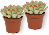 2x Vetplant Echeveria Pelusida – ± 12cm hoog – ± 7cm diameter