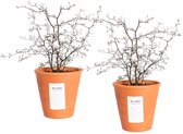 LEAF HOME - Corokia Cotoneaster In Terracotta Pot - Vers Van De Kweker - ↨ 40cm - ⌀ 14cm