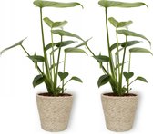 2x Kamerplant Monstera Deliciosa Tauerii – Gatenplant - ±  30cm hoog – 12cm diameter - in beige mand