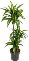 Dracaena Hawai Sunshine 110 cm