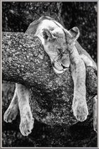 JUNIQE - Poster met kunststof lijst Rustende leeuw -40x60 /Wit & Zwart