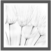 Foto in frame , Witte Paardebloemen ​, 70x100cm , Zwart wit  , Premium print