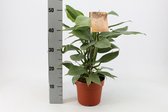 Kamerplant van Botanicly – Philodendron Hastatum – Hoogte: 40 cm