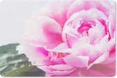 Muismat Pioenroos roze - Close-up van een roze pioenroos met bladeren muismat rubber - 27x18 cm - Muismat met foto
