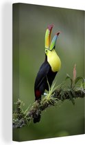 Un toucan appelle d'une branche moussue Toile 80x120 cm - Tirage photo sur toile (Décoration murale salon / chambre)