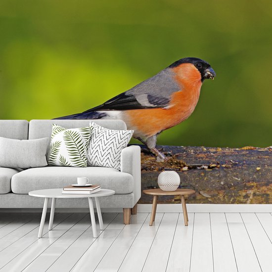 Un bouvreuil est assis sur une grande souche d'arbre papier peint photo en vinyle 275x220 cm - Tirage photo sur papier peint