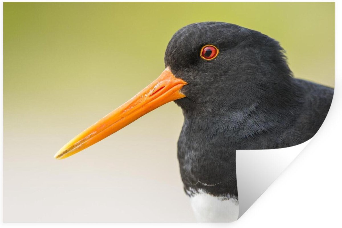 bol.com | Muursticker Scholekster - Close-up vanscholekster met zijn
