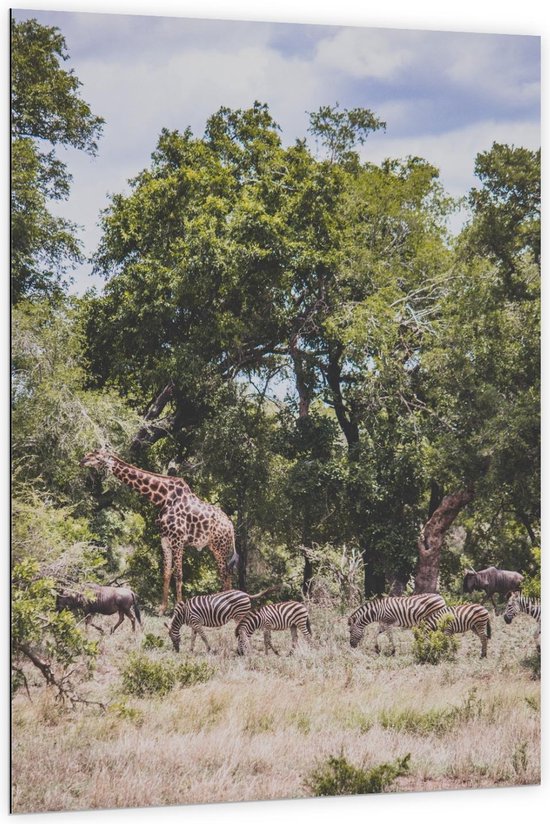 Dibond - Giraffen en Zebra's in de Natuur - Foto op Aluminium (Wanddecoratie van metaal)
