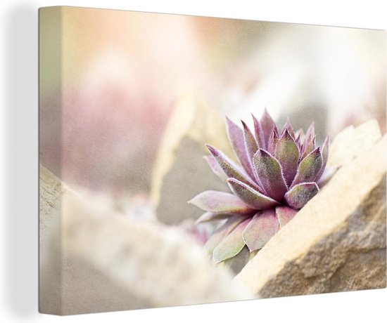 Plante succulente violette et verte entre les rochers 180x120 cm - Tirage  photo sur... | bol.com