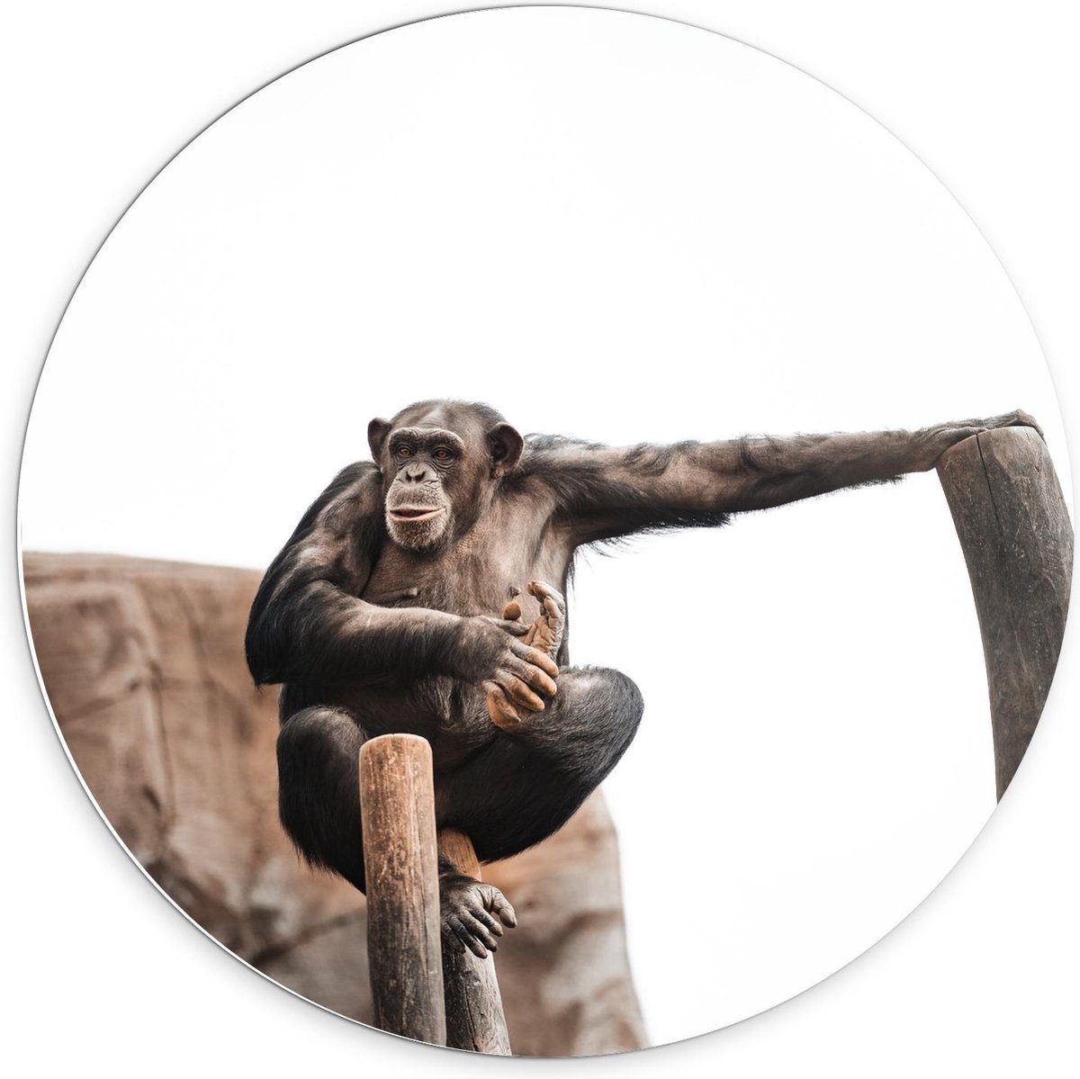 KuijsFotoprint - Schilderij - Chimpansee Kijkend Vanaf Boomstam - Wit En Bruin - 70 X 70 C