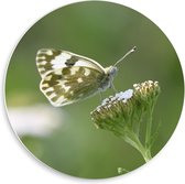 Forex Wandcirkel - Groene met Witte Vlinder en Bloem - 50x50cm Foto op Wandcirkel (met ophangsysteem)