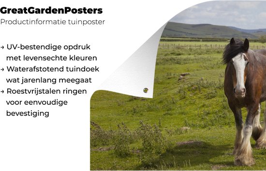 Cheval Clydesdale dans le jardin de pâturage affiche toile lâche