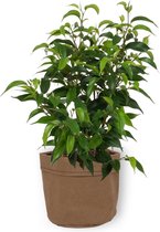 Kamerplant Ficus Natasja - ± 25cm hoog – 12 cm diameter - in bruine sierzak