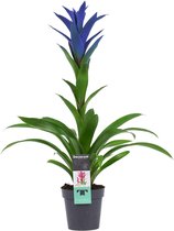 Bloem van Botanicly – Guzmania – Hoogte: 55 cm – Guzmania Ocean Blue