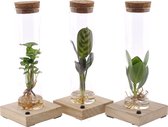 Planten in glas + LED | Mooie kleine kamerplanten en makkelijk te verzorgen | Geen verzorging nodig | Leuke eye-catcher | Leuk als cadeau - Hoogte 20 cm