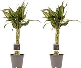 2x Drakenboom | Voor een extra sterke kracht | Makkelijk te verzorgen | Heeft weinig water nodig en staat onwijs gaaf | Drakenbloedbloom | Ø 12 cm - Hoogte 45 cm (waarvan 35 cm plant en 10 cm