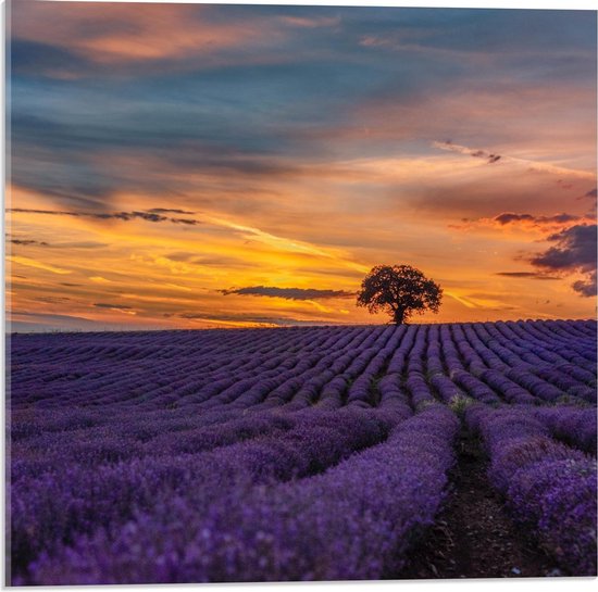 Acrylglas - Paars Bloeiend Lavendel Veld - 50x50cm Foto op Acrylglas (Wanddecoratie op Acrylglas)