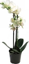 Phalaenopsis Orchidee In Pot 50 cm wit kunstplant Nova Nature