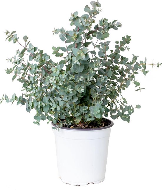 Gomboom | Eucalyptus 'Gunnii' - Buitenplant in kwekerspot ⌀17 cm - ↕40-50 cm