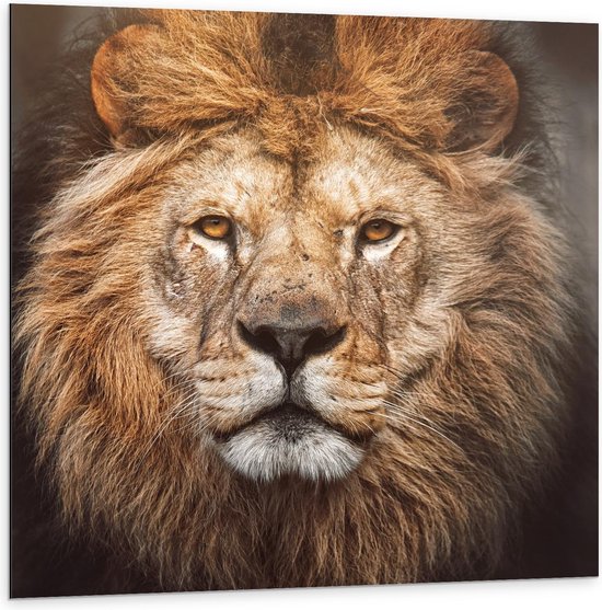 Dibond - Mannetjes Leeuw met Prachtige Volle Manen - 100x100cm Foto op Aluminium (Met Ophangsysteem)
