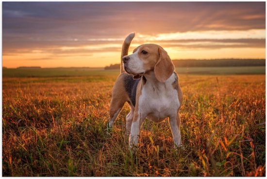 Poster – Beagle in het Veld met Zonsondergang - 90x60cm Foto op Posterpapier