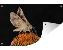 Overtreffen geest Een evenement Tuinposter Motten - Gamma-uil op een bloem 180x120 cm -... | bol.com