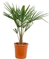Trachycarpus Fortunei - Chinese Waaierpalm - Palm - Winterhard - ⌀24 cm - 70-80 cm
