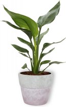 Kamerplant Strelitzia Reginae - Paradijsvogelbloem - ± 35cm hoog - 12cm diameter - in lila betonnen pot