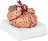 Physa Anatomisch model hersenen PHY-BM-1