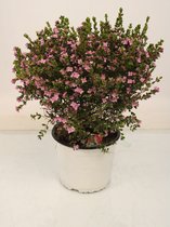 Bloem van Botanicly – Boronia crenulata – Hoogte: 40 cm