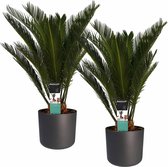 Kamerplanten van Botanicly – 2 × Varenpalm incl. sierpot antraciet cilindrisch als set – Hoogte: 55 cm – Cycas Revoluta
